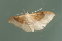 Idaea degeneraria