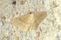 Idaea rubraria