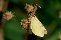 Opisthograptis luteolata