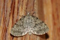 Tephronia sepiaria
