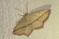 Timandra comae