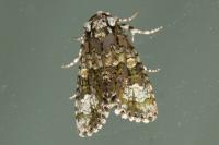 Craniophora ligustri