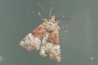 Mesoligia furuncula