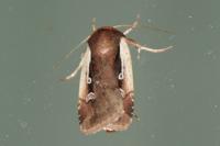 Ochropleura plecta