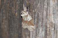 Nycteola siculana