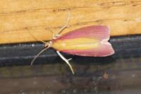 Oncocera semirubella