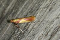 Caloptilia
