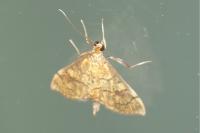 Anania verbascalis