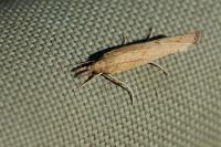 Pediasia contaminella