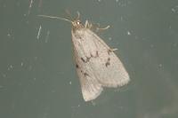 Apaidia mesogona