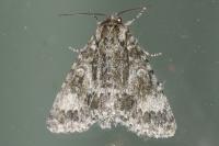 Acronicta megacephala