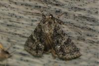 Acronicta rumicis