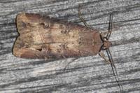 Agrotis ipsilon