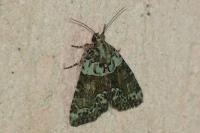 Cryphia algae