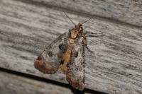 Epilecta linogrisea