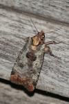 Epilecta linogrisea