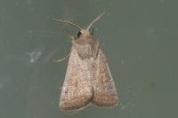 Hoplodrina ambigua