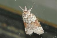 Nycteola siculana