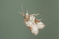 Nycteola siculana