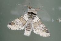 Furcula furcula