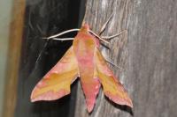Deilephila porcellus