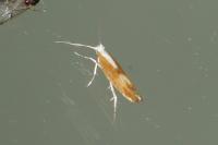 Argyresthia albistria