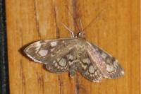 Anania coronata
