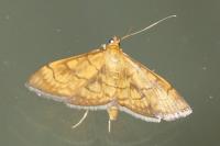 Anania verbascalis