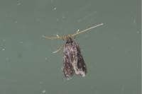 Homaloxestis briantiella