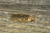 Hofmannophila pseudospretella