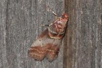 Acrobasis advenella