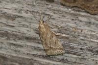 Eudonia pallida
