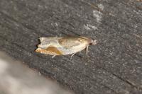 Ancylis unculana