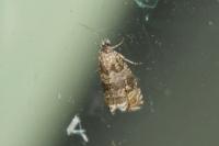 Celypha cespitana