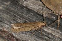 Acompsia tripunctella/antirrhinella