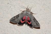 Catocala electa