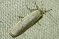 Pelosia muscerda