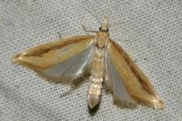 Donacaula forficella