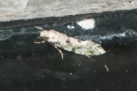 Nemapogon