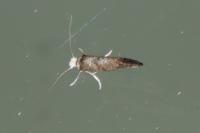Paraswammerdamia nebulella