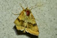 Heliothis viriplaca