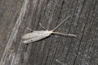 Coleophora hemerobiella