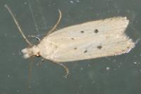 Nothris verbascella