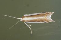 Crambus pascuella