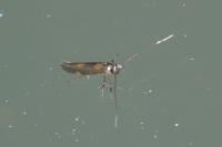 Euspilapteryx auroguttella