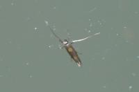 Euspilapteryx auroguttella