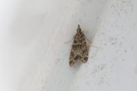 Eudonia mercurella