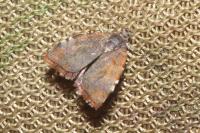 Choreutis nemorana