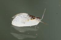 Cilix glaucata