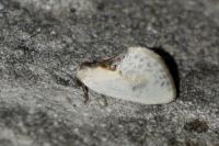 Cilix glaucata